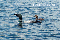 Loon and Chick - with "Holderness, NH"